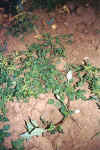 Amaranthusgraecizans.jpg (66319 bytes)