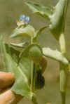 Commelia latifolia.jpg (15952 bytes)