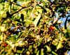 Madera Leaves & Fruits.jpg (29142 bytes)