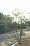 Mata Tree.jpg (61001 bytes)