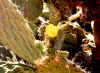 Cactusflowerdetail.jpg (78211 bytes)
