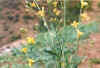 Brassica_carinata_flowering.jpg (43838 bytes)