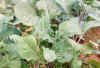 Brassica_carinata_youngleaves2.jpg (23738 bytes)