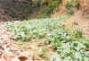 Brassica_carinataonirrigatedfield.jpg (71391 bytes)