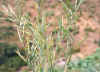 Brassica_carinataseedstands.jpg (32403 bytes)