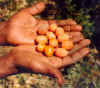 Kutata Fruits in Hand.jpg (34333 bytes)