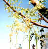 Moringaolflowersontree.jpg (64374 bytes)