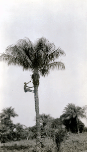 Man climbing a palm tree in order to harvest the palm nuts